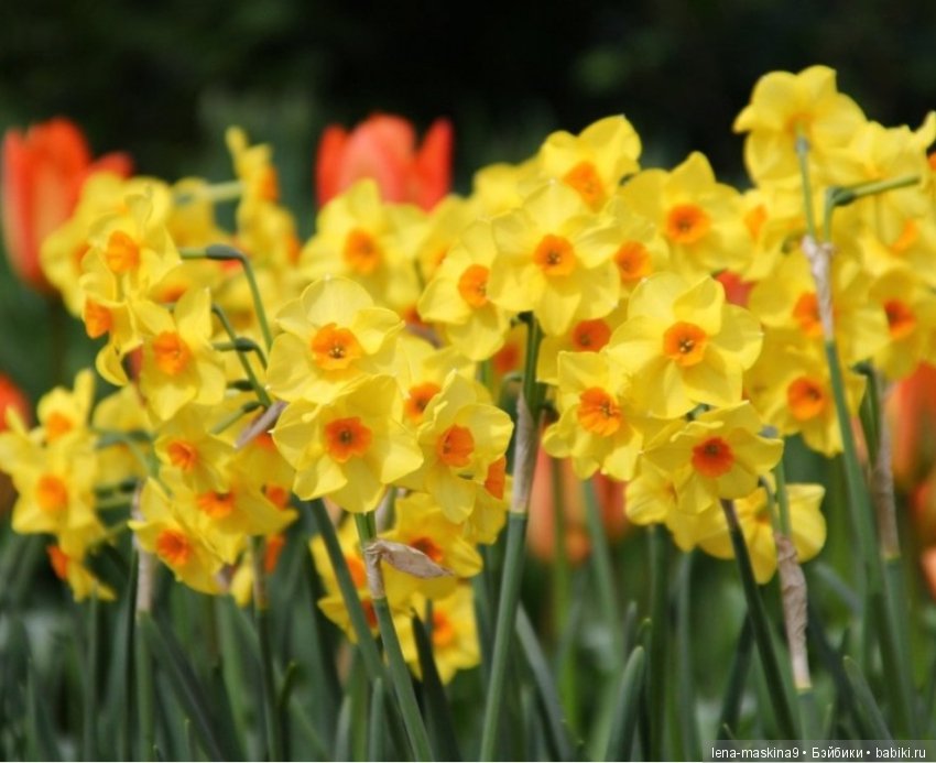 Цветы из креповой бумаги — Другие хобби и увлечения: сад