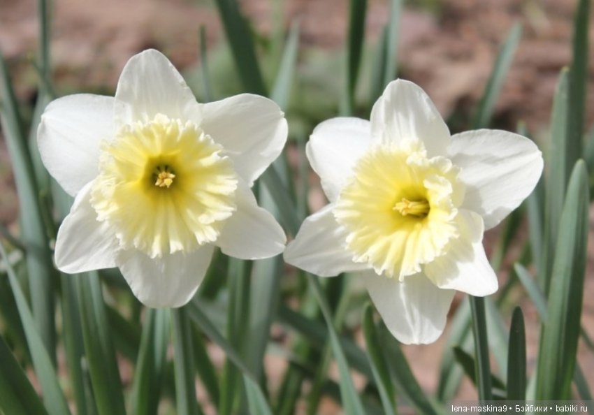 Цветы из креповой бумаги — Другие хобби и увлечения: сад (фото 10)