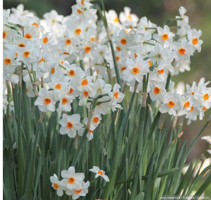 Цветы из креповой бумаги — Другие хобби и увлечения: сад