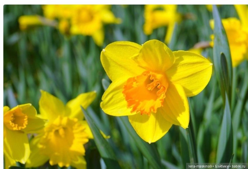 Цветы из креповой бумаги — Другие хобби и увлечения: сад (фото 8)