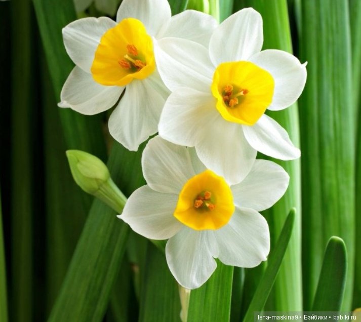 Цветы из креповой бумаги — Другие хобби и увлечения: сад (фото 9)