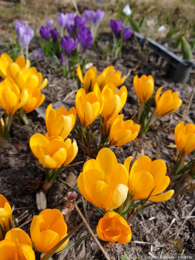 Crazy Russian collector — Куклы Gotz (Готц): Ханна