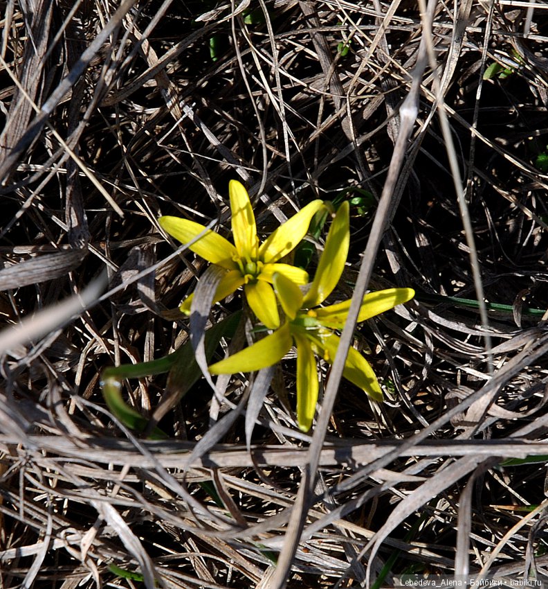 Что я, рыжая что ли — Куклы Iplehouse (Иплхаус): BJD (БЖД)