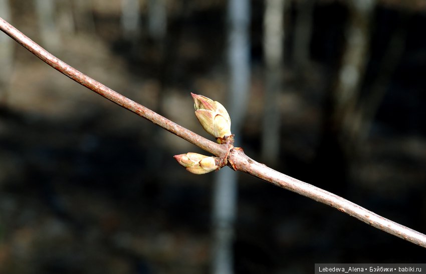 Что я, рыжая что ли — Куклы Iplehouse (Иплхаус): BJD (БЖД) (фото 6)