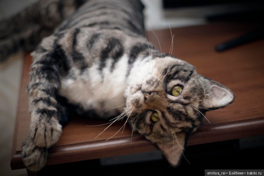 Полосатая кошечка. Реалистичная игрушка (фото 7)