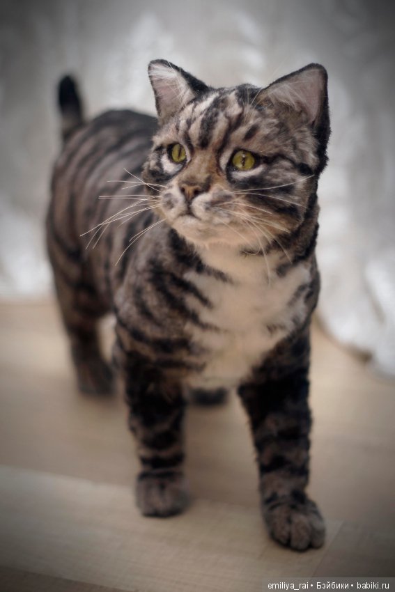 Полосатая кошечка. Реалистичная игрушка