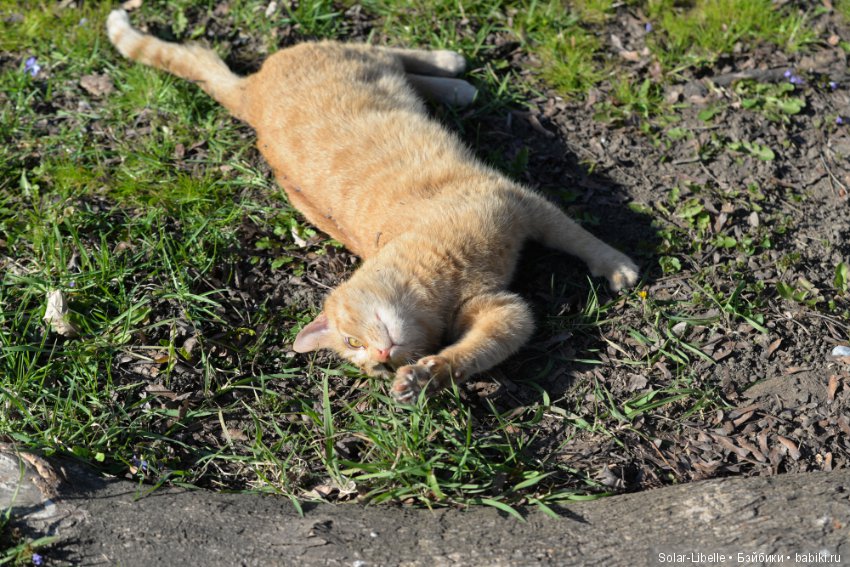 Плюшки и весна — Куклы Heidi Plusczok (Хайди/Хейди Плюсчок) — фото
