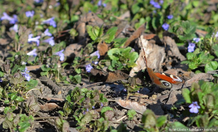 Плюшки и весна — Куклы Heidi Plusczok (Хайди/Хейди Плюсчок) — фото