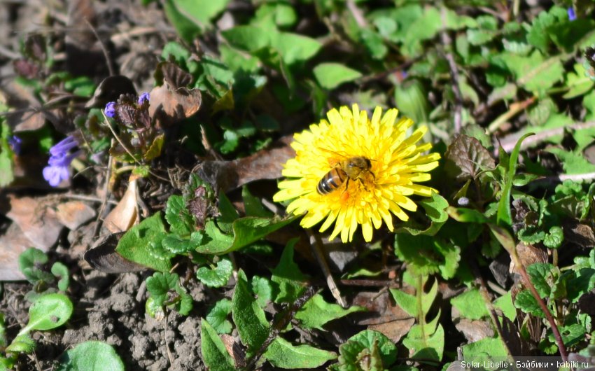 Плюшки и весна — Куклы Heidi Plusczok (Хайди/Хейди Плюсчок) — фото