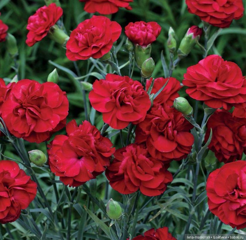 Всем ушедшим… Мамам посвящается… Стихи о вечной любви и памяти (фото 3)