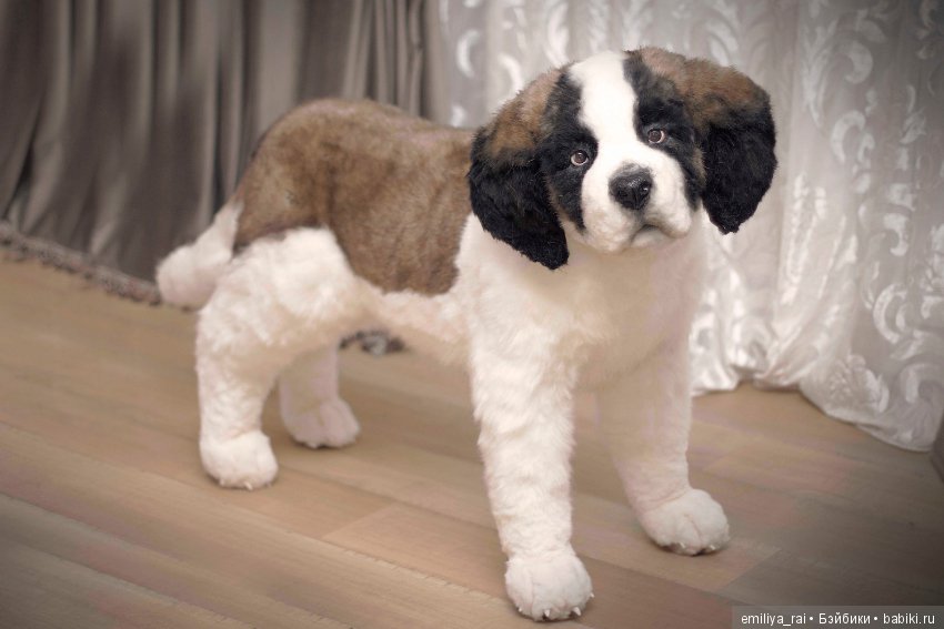 Сенбернар. Живая игрушка — Авторские мишки Тедди и друзья: фото (фото 2)