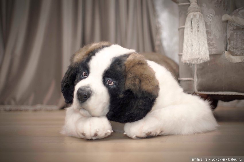 Сенбернар. Живая игрушка — Авторские мишки Тедди и друзья: фото