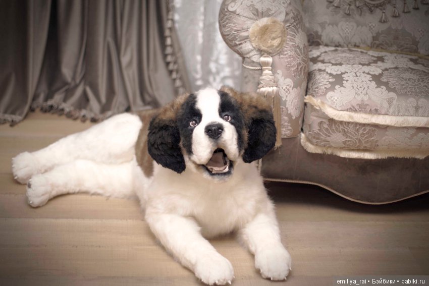 Сенбернар. Живая игрушка — Авторские мишки Тедди и друзья: фото