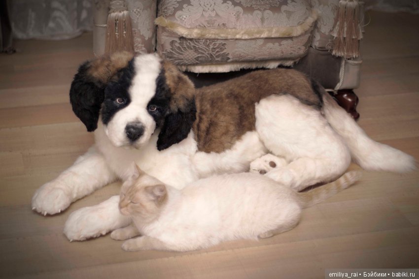 Сенбернар. Живая игрушка — Авторские мишки Тедди и друзья: фото