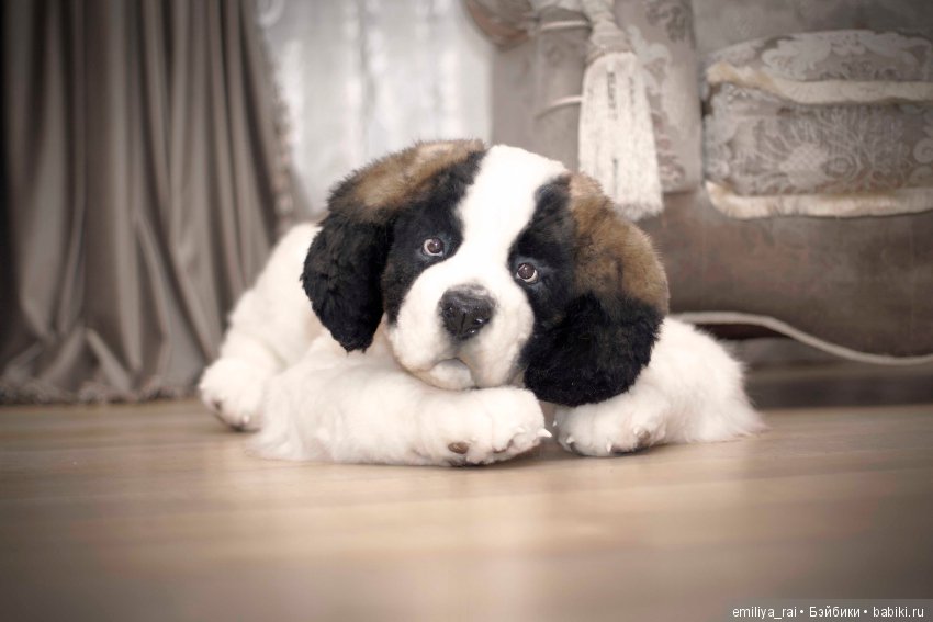 Сенбернар. Живая игрушка — Авторские мишки Тедди и друзья: фото