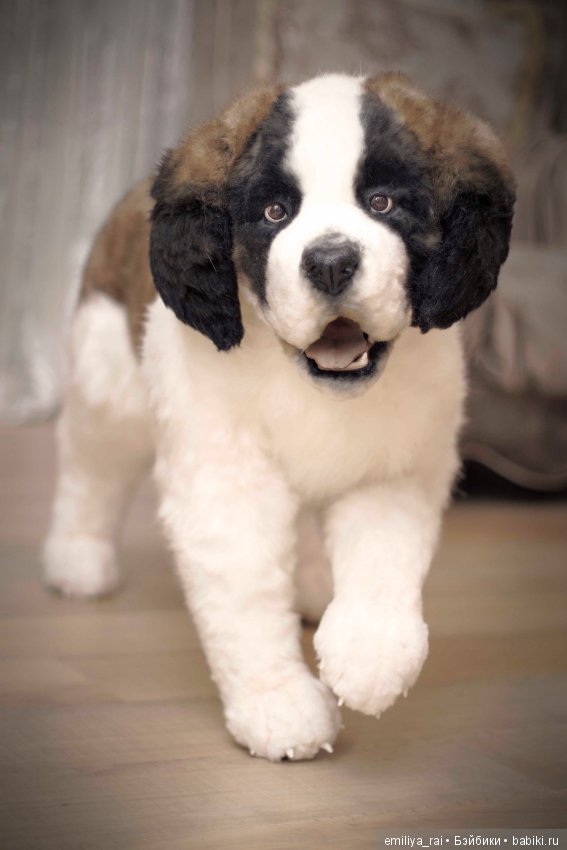 Сенбернар. Живая игрушка — Авторские мишки Тедди и друзья: фото (фото 6)