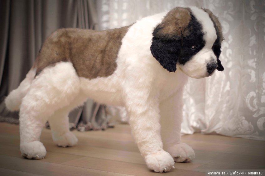 Сенбернар. Живая игрушка — Авторские мишки Тедди и друзья: фото (фото 3)