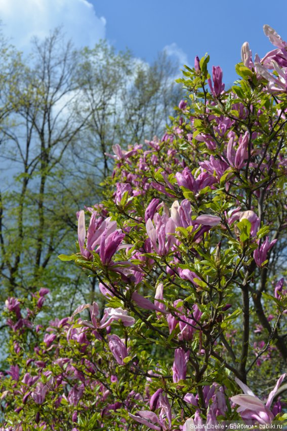 Весна и куколки Gabriele Müller на прогулке