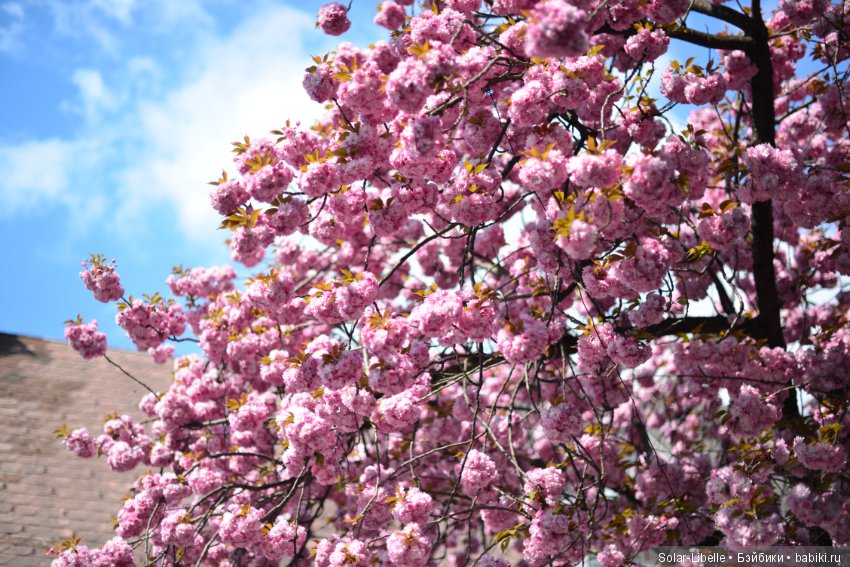 Весна и куколки Gabriele Müller на прогулке