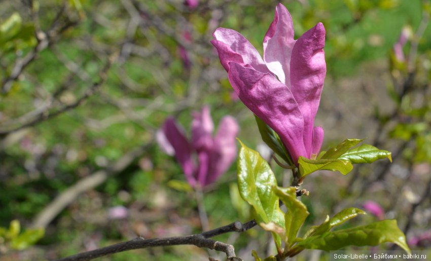 Весна и куколки Gabriele Müller на прогулке