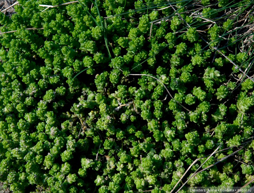 Весна и дриада — Болталка и разговоры обо всем: жизнь