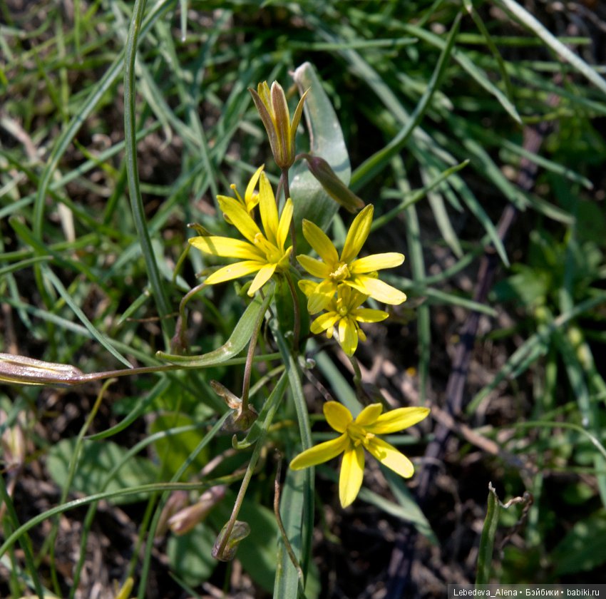 Весна и дриада — Болталка и разговоры обо всем: жизнь (фото 5)