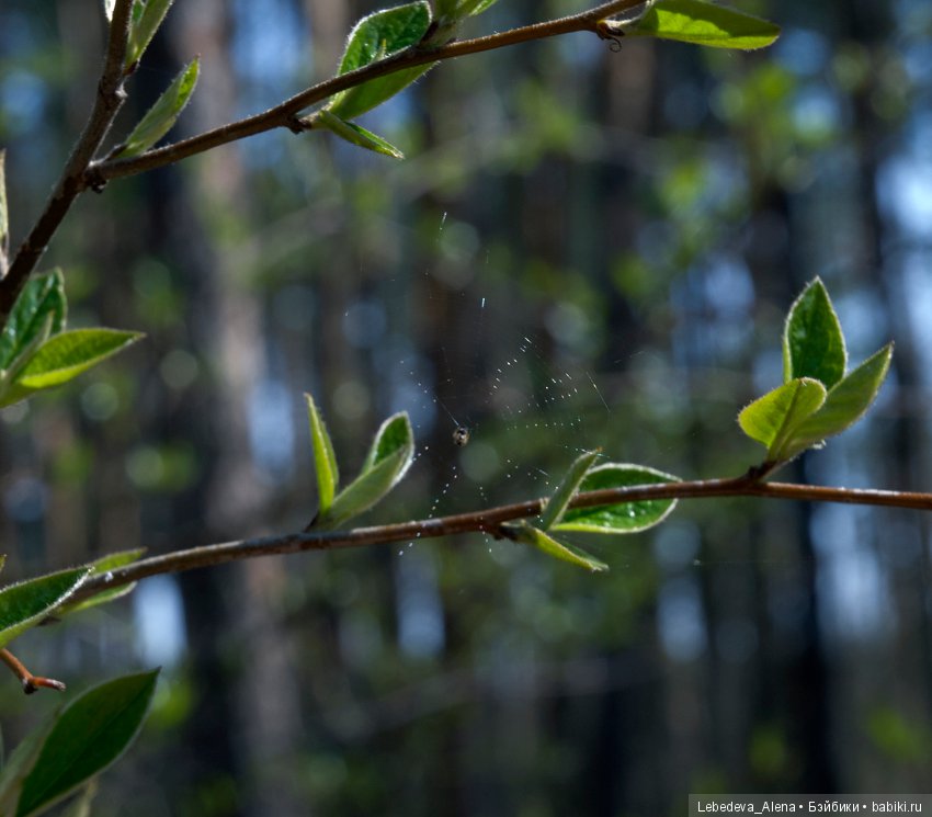 Весна и дриада — Болталка и разговоры обо всем: жизнь (фото 3)