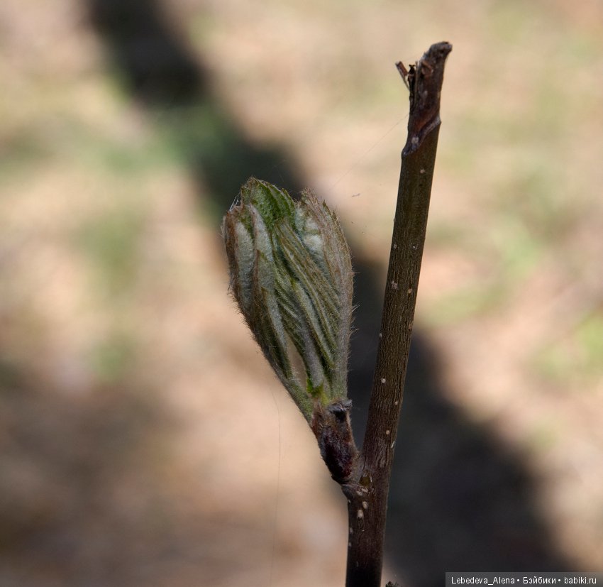 Весна и дриада — Болталка и разговоры обо всем: жизнь (фото 2)