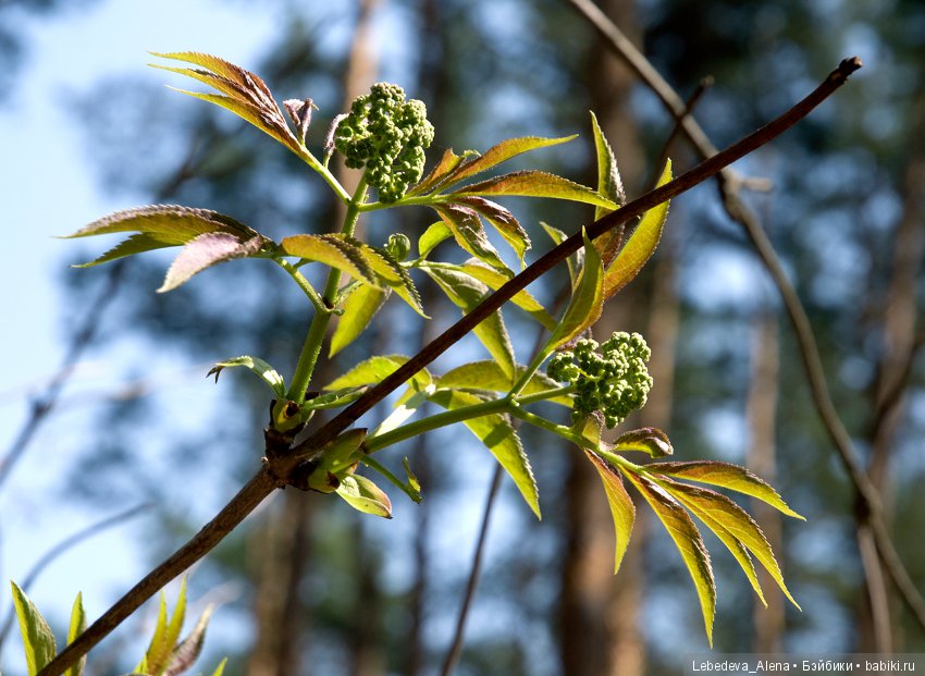 Весна и дриада — Болталка и разговоры обо всем: жизнь (фото 4)