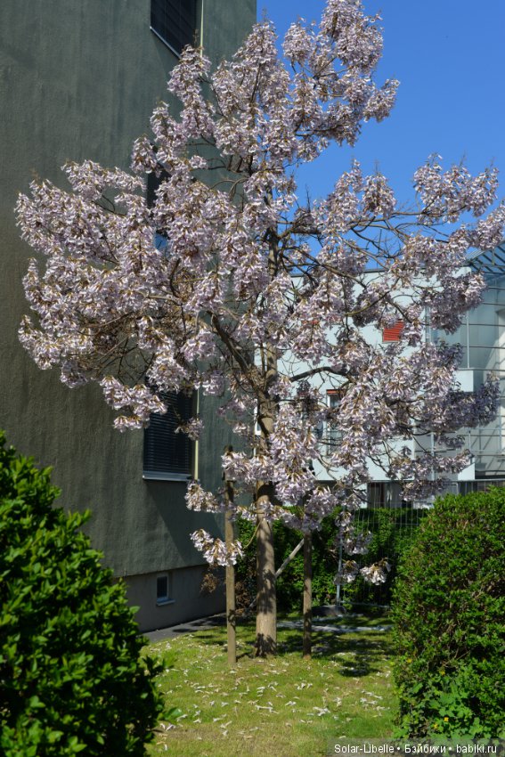 Веселая пасха — Куклы Susi Eimer (Сюзи Эймер): Gotz