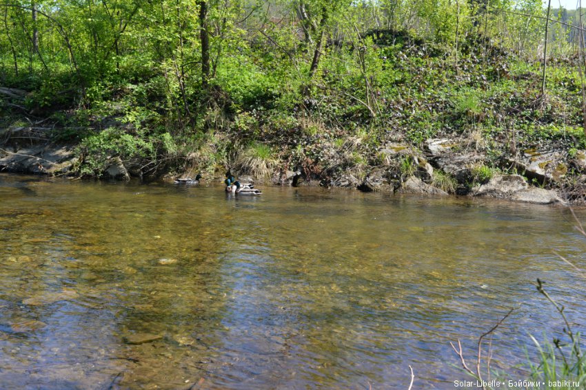 Веселая пасха — Куклы Susi Eimer (Сюзи Эймер): Gotz