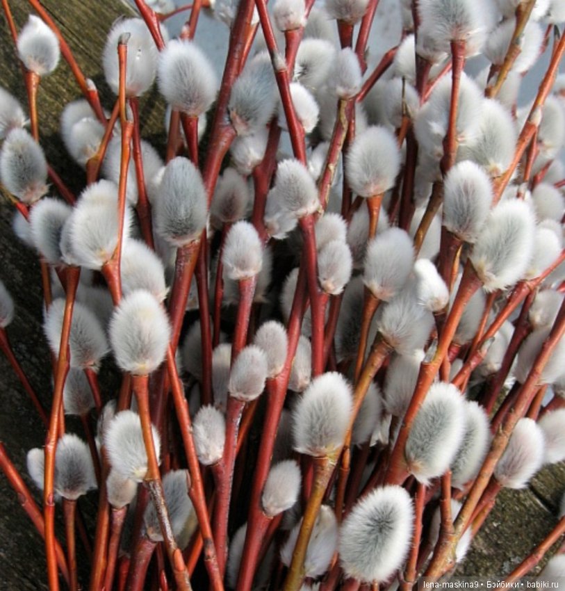 Дорогие друзья! С Вербным Воскресением (фото 6)