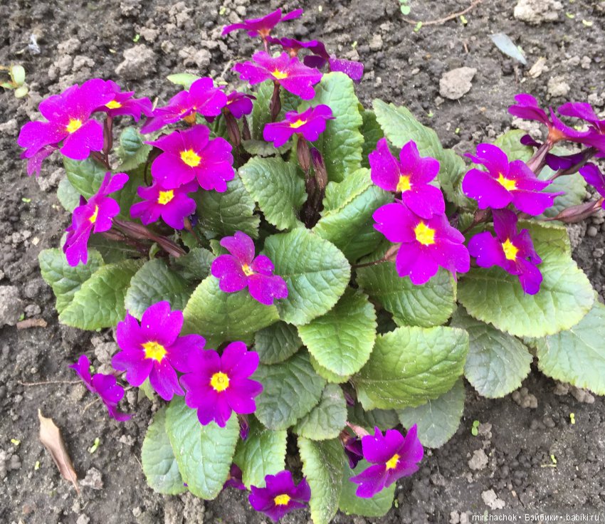 Весенние цветы и... скворечники! Или один день из жизни сорванцов Goebel