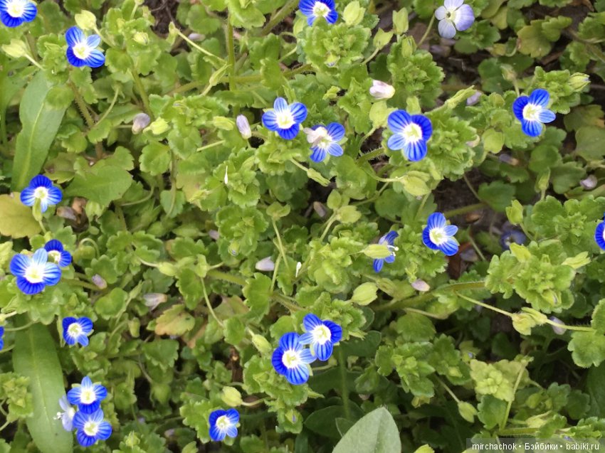 Весенние цветы и... скворечники! Или один день из жизни сорванцов Goebel (фото 9)