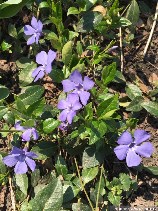 Весенние цветы и... скворечники! Или один день из жизни сорванцов Goebel (фото 10)