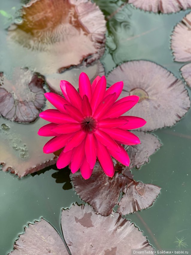 Санечка на Ко Чанге — Куклы Latidoll (Лати): BJD (БЖД)