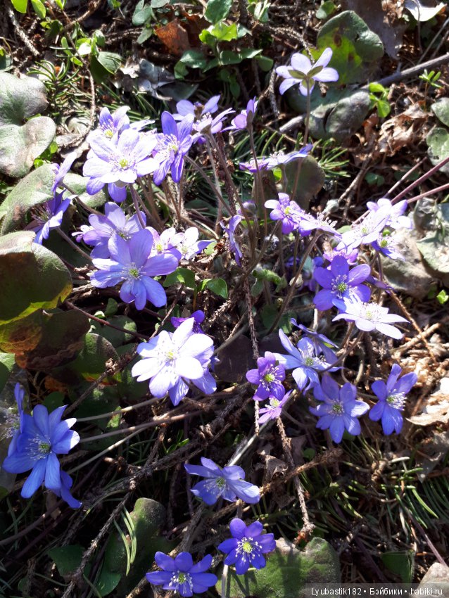 Солныш на прогулке — Болталка и разговоры обо всем: жизнь (фото 3)