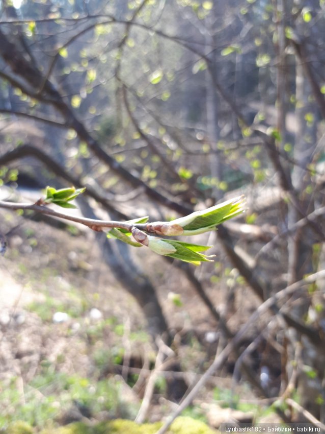 Солныш на прогулке — Болталка и разговоры обо всем: жизнь