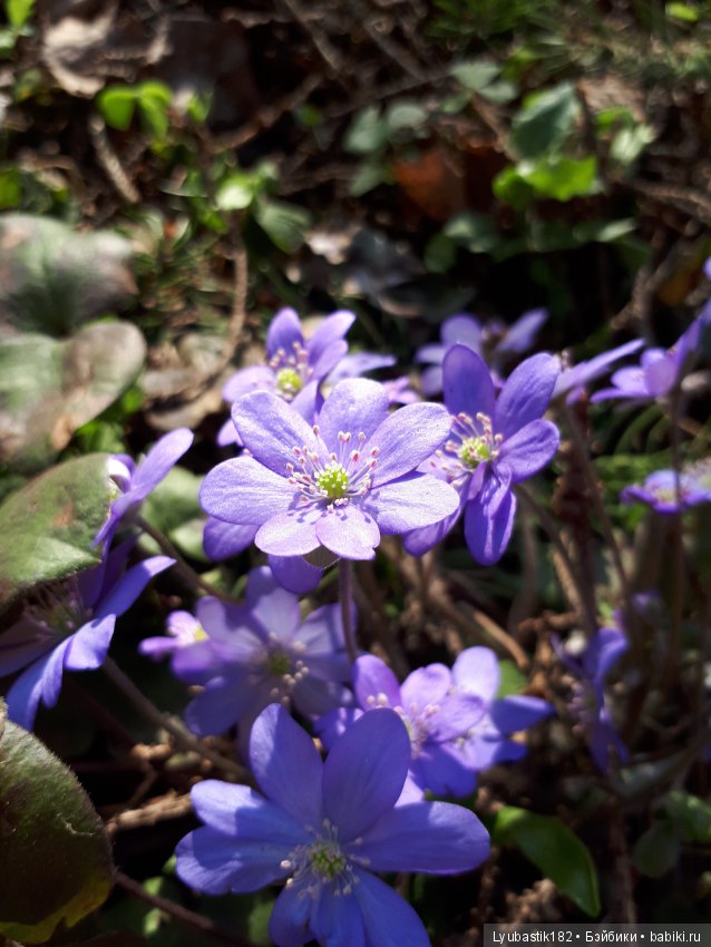 Солныш на прогулке — Болталка и разговоры обо всем: жизнь (фото 4)