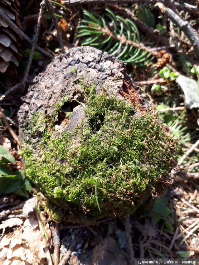 Солныш на прогулке — Болталка и разговоры обо всем: жизнь (фото 6)