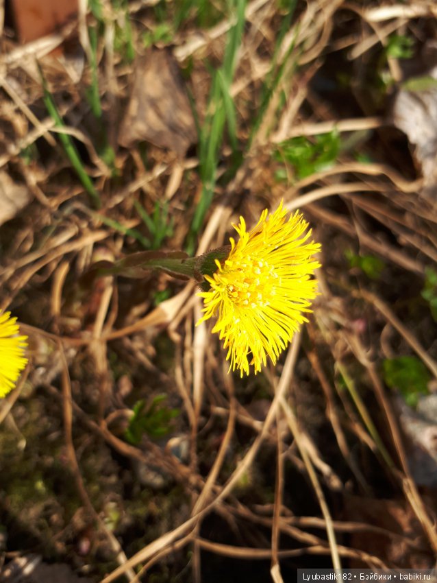 Солныш на прогулке — Болталка и разговоры обо всем: жизнь (фото 10)