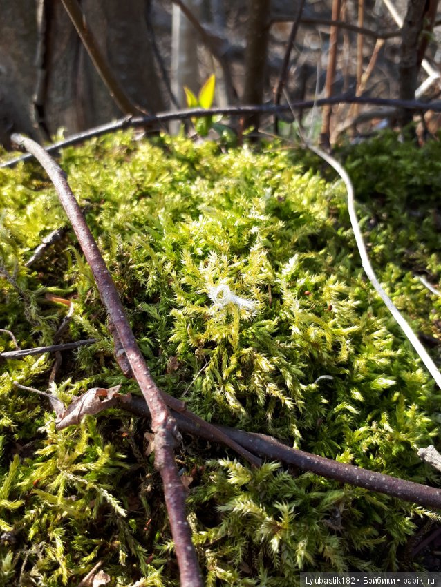 Солныш на прогулке — Болталка и разговоры обо всем: жизнь (фото 2)