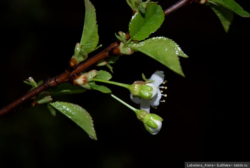 С праздником Светлой Пасхи (фото 5)