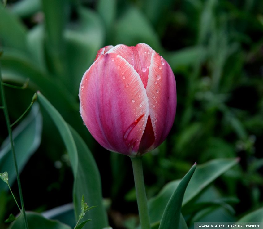 С праздником Светлой Пасхи (фото 9)
