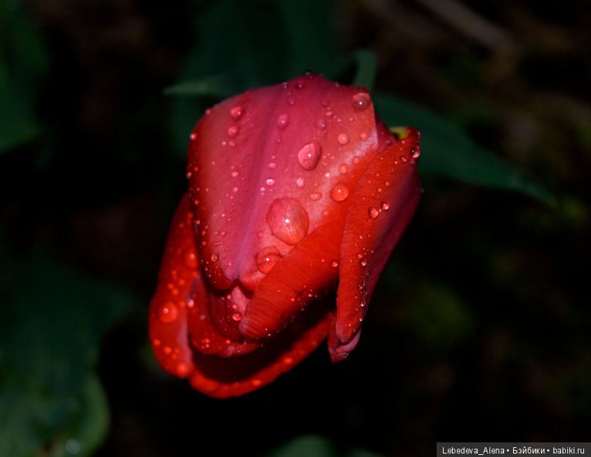 С праздником Светлой Пасхи (фото 8)