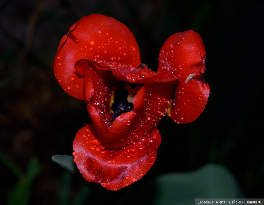 С праздником Светлой Пасхи (фото 7)