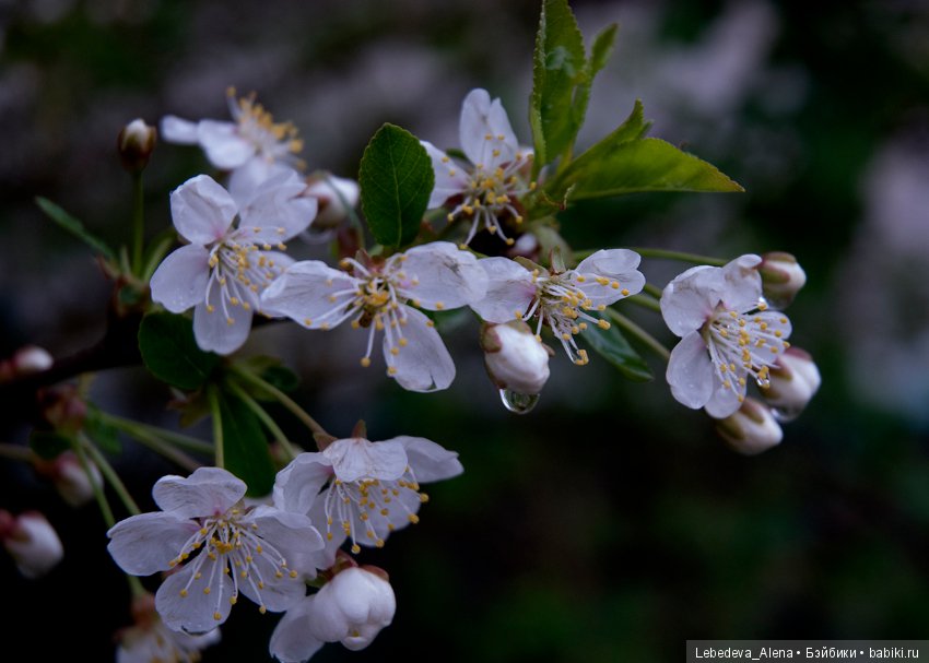 С праздником Светлой Пасхи (фото 4)
