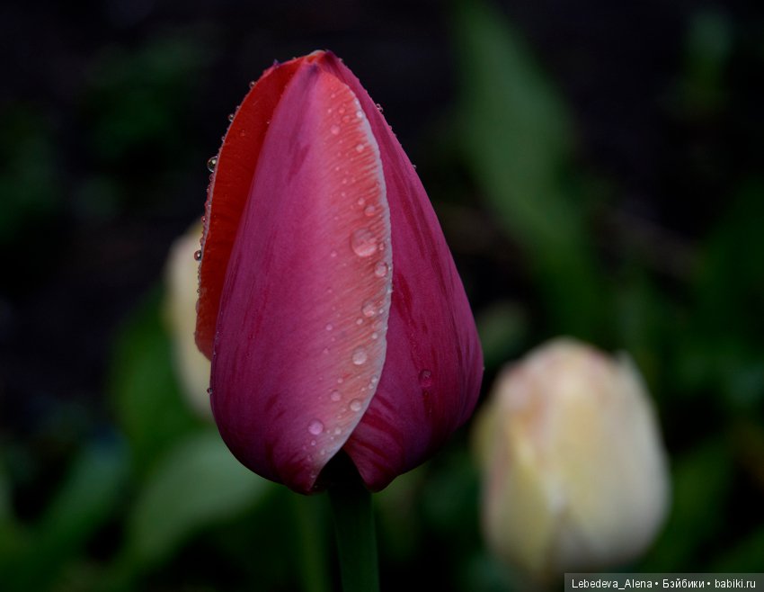 С праздником Светлой Пасхи (фото 10)