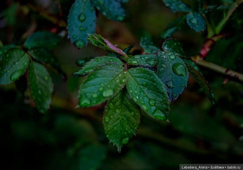 С праздником Светлой Пасхи