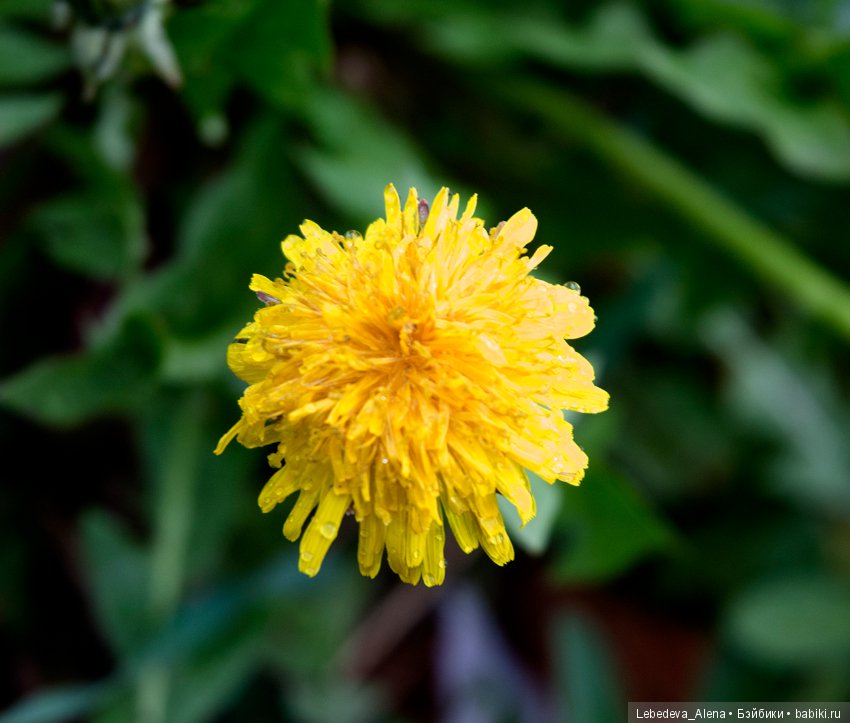 С праздником Светлой Пасхи (фото 2)